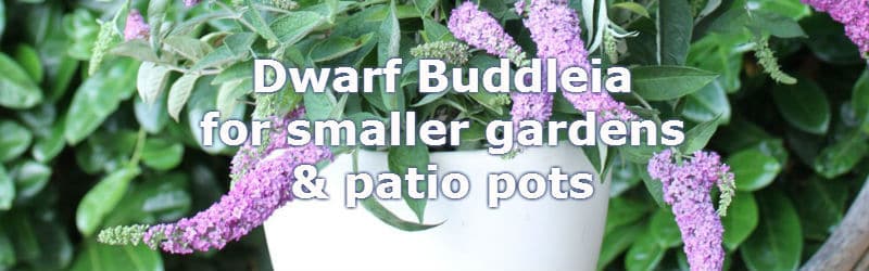 Dwarf Buddleia – Butterfly Bushes Ideal For Small Gardens & Patio Pots