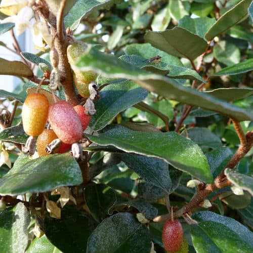 elaeagnus fast growing shrub with evergreen leaves