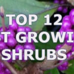 top 12 fast growing shrubs