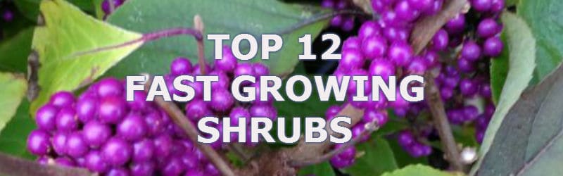 top 12 fast growing shrubs | Pyracantha.co.uk