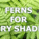 ferns for dry shade