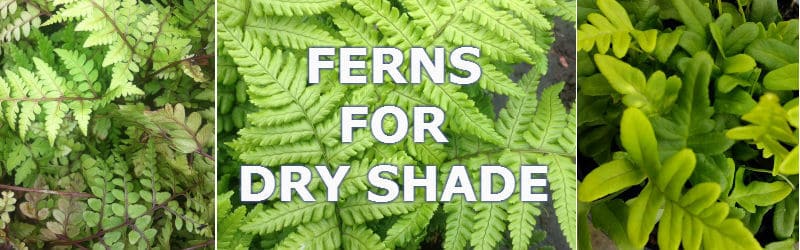 ferns for dry shade