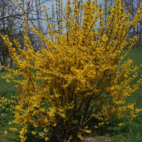 forsythia fast growing shrub which flower in spring