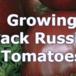 growing black russian tomatoes