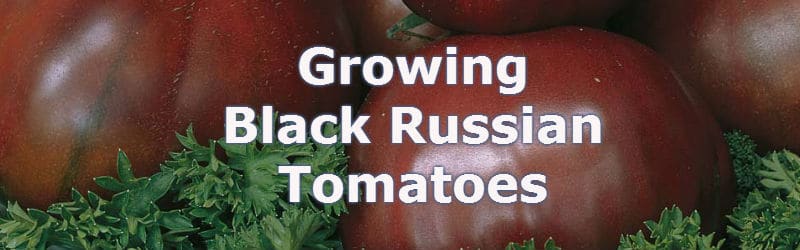 growing black russian tomatoes