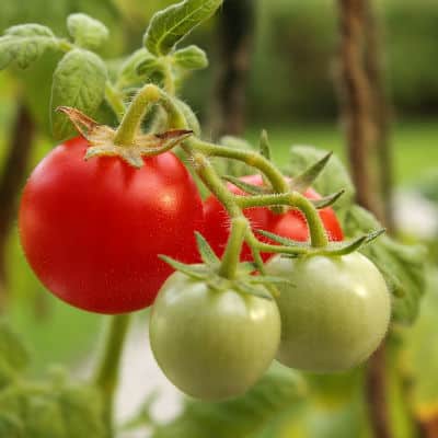 when to plant tomato seed