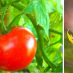 how to grow tomatoes in pots