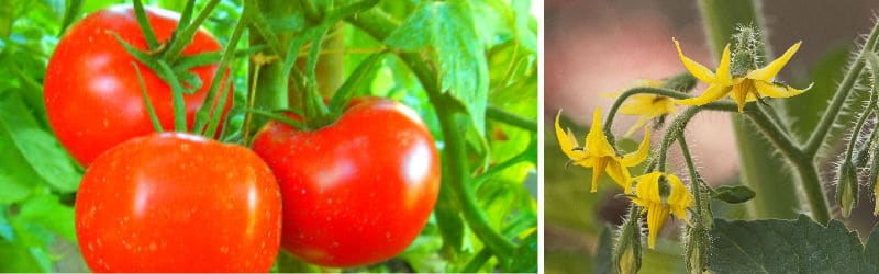 how to grow tomatoes in pots