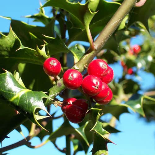 ilex holly evergreen shrub