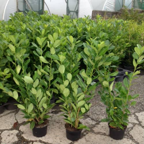 common laurel is an evergreen fast growing hedging plant