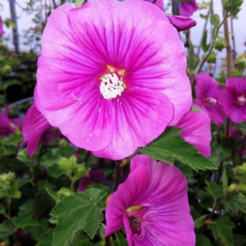 fast growing lavatera bredon springs ideal for screening and informal hedging.