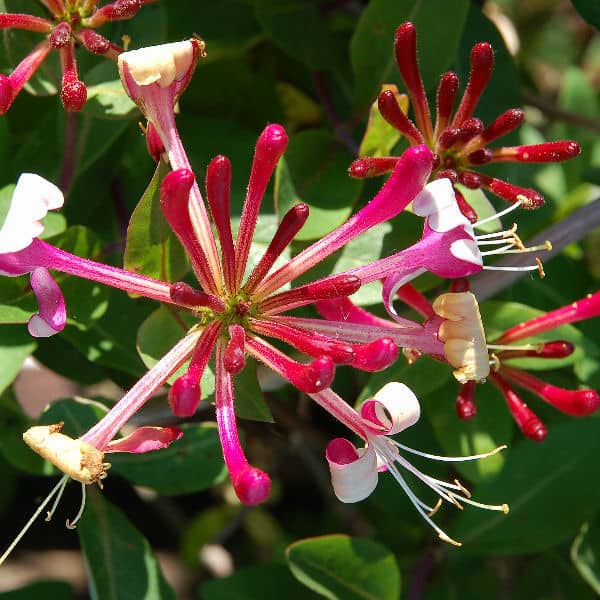 lonicera periclymemum fast growing deciduous climber for shadier areas of the garden