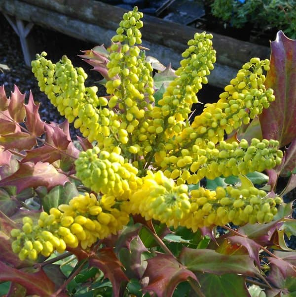 mahonia japonica ideal for screening and autumn winter colour