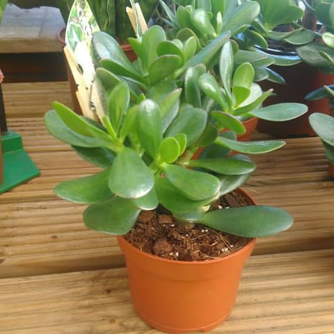 Crassula Ovata commonly known as the Money Plant
