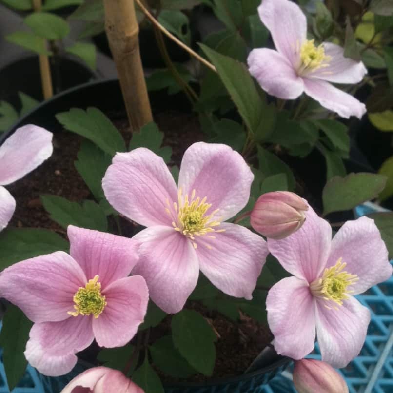 clematis montana ideal for shadier areas of the garden