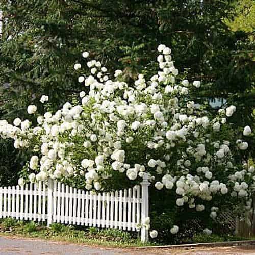 philadelphus ideal screening shrub fast growing