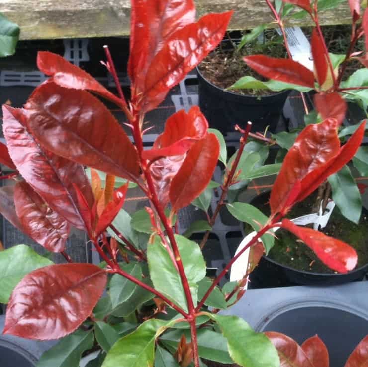 photinia red robin is a fast growing shrub