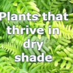 plants for dry shade