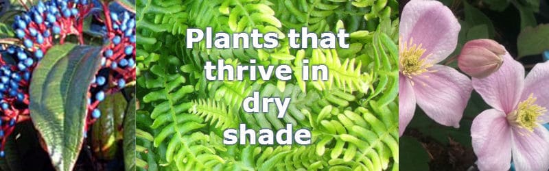 plants for dry shade