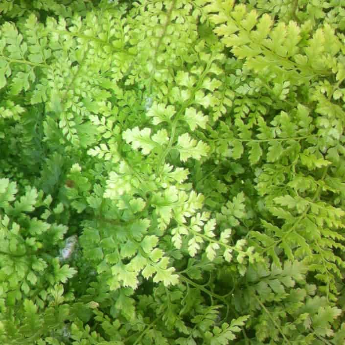 polystichum setiferum herrenhausen fern ideal for dry shady areas.