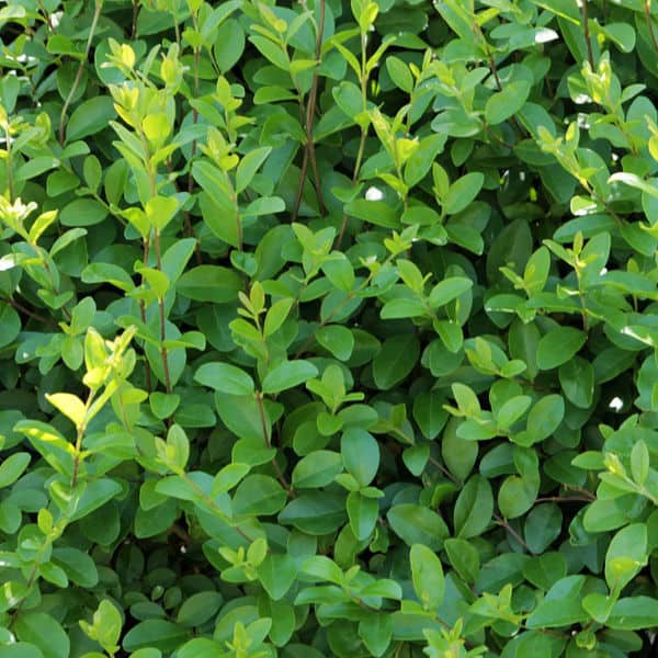 privet is available in green and gold and is a evergreen fast growing hedging plant.