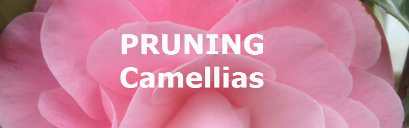 pruning camellias correctly