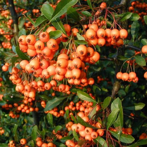 pyracantha fast growing shrub