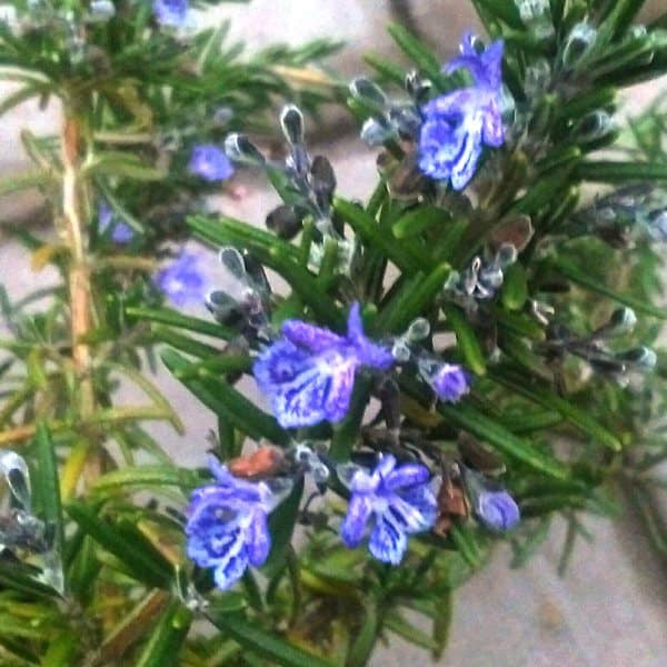 Pruning rosemary after flowering in summer