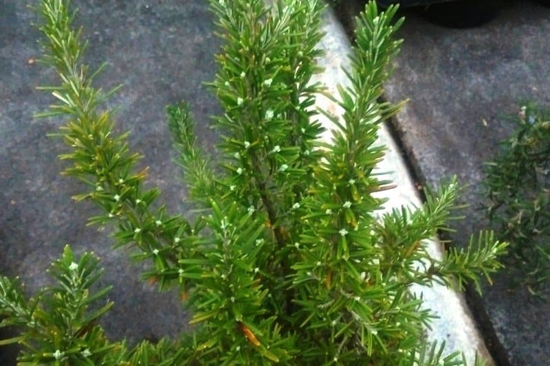 How to take rosemary cutting