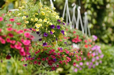 Top 12 best hanging basket plants including upright and trailing plants. Using the best plants for hanging baskets will mean you create that basket all the neighbors will be taking about. Our recommended varieties includes upright and trailing types in a range of colours.