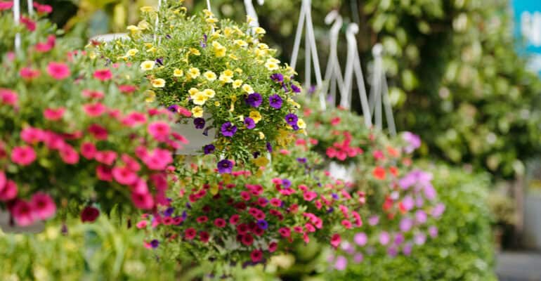 Top 12 best hanging basket plants including upright and trailing plants. Using the best plants for hanging baskets will mean you create that basket all the neighbors will be taking about. Our recommended varieties includes upright and trailing types in a range of colours.