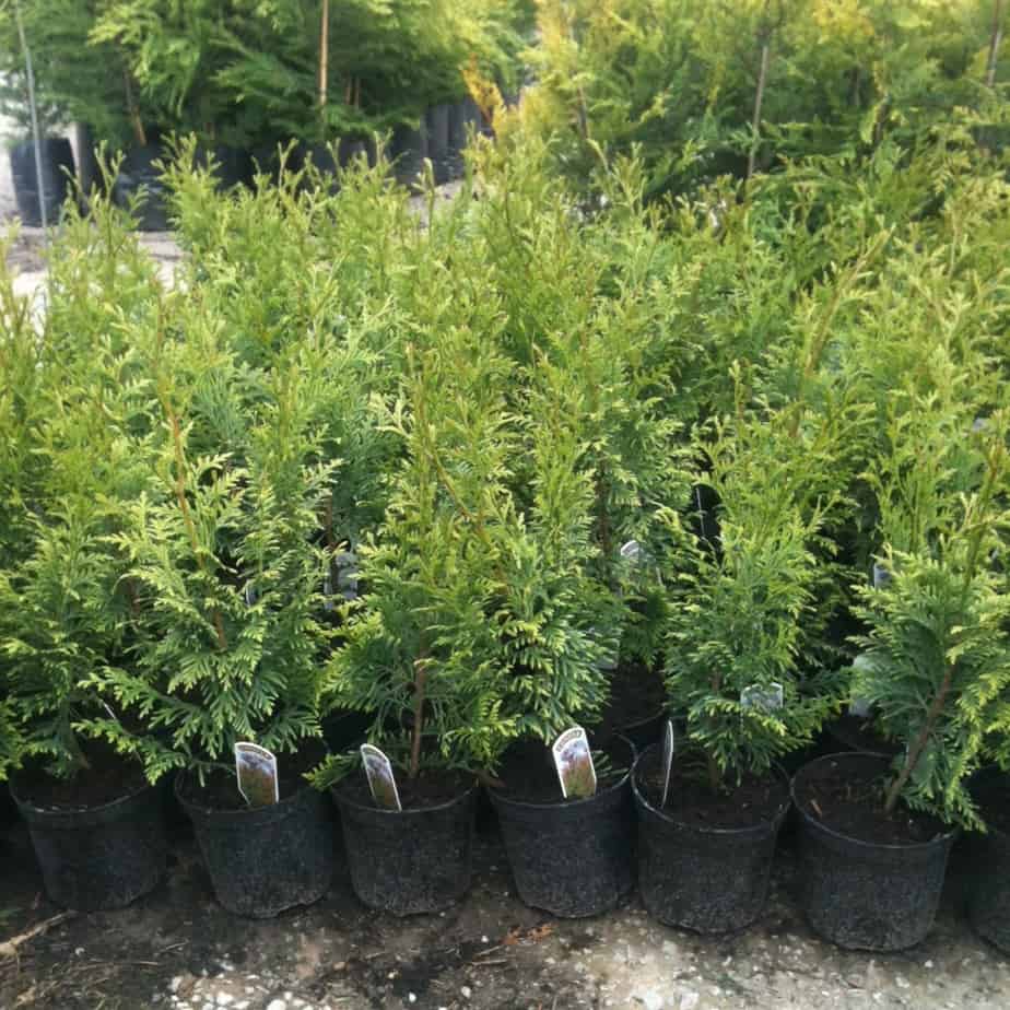 Thuja plicata also known as Western Red Cedar is a evergreen fast growing conifer