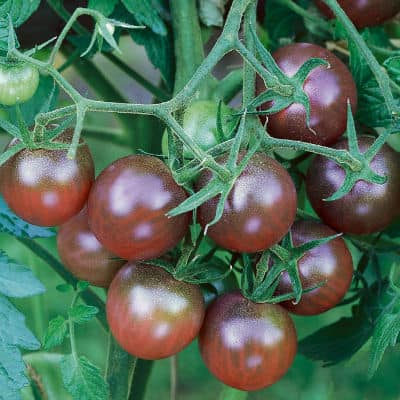 black cherry tomato