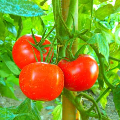 how to grow tomatoes in pots