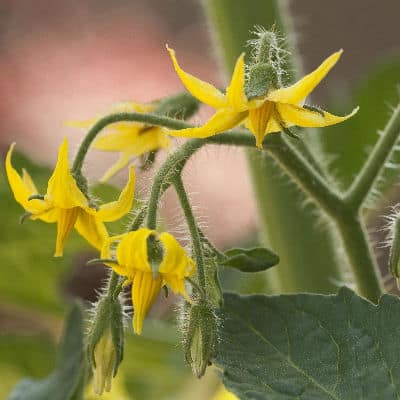 feeding tomatoes