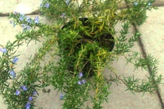 Trailing Rosemary which needs pruning after flowering as with all Rosemary.