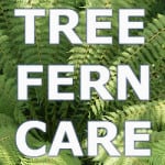 tree fern care and how to grow them successfully