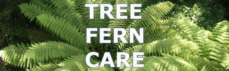 tree fern care and how to grow them successfully