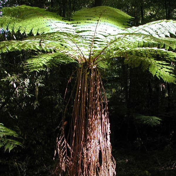 Tree fern plant that is ideal for partial or dense shade in moist conditions