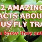 12 facts about venus fly traps