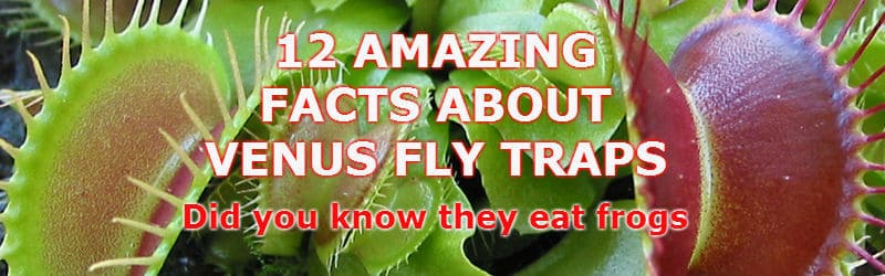 12 facts about venus fly traps