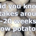 How Long Do Potatoes Take To Grow from planting to harvest