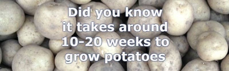 How Long Do Potatoes Take To Grow from planting to harvest