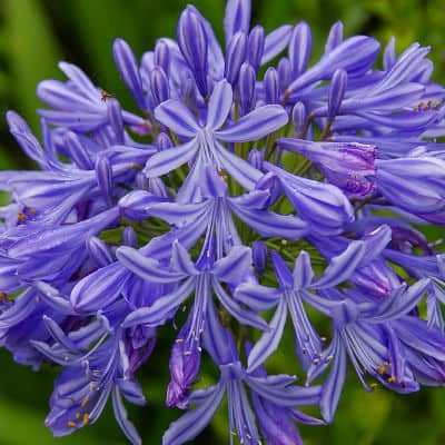 Agapanthus flower