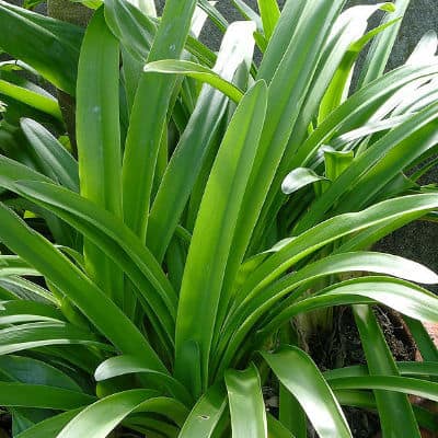 Agapanthus not flowering and how to resolve the issue