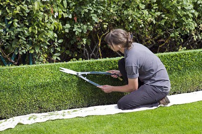 box hedging which is ideal for small hedging
