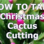 how to take Christmas cactus cutting
