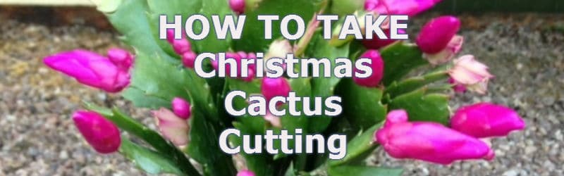 how to take Christmas cactus cutting