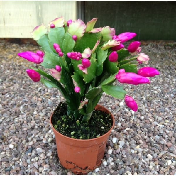 christmas cactus also known as Schlumbergera flower from November to January