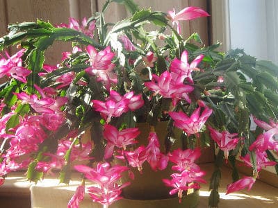 repotting christmas cactus, how and when to re-pot. Repot after flowering into a slightly large pot